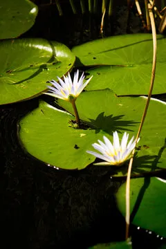 极速飞艇预测AI模型参考